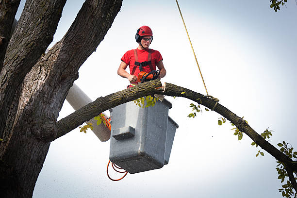 Tree Removal for Businesses in Romulus, MI